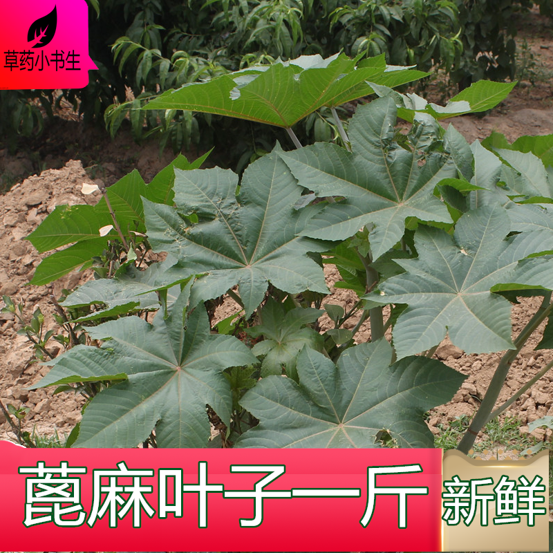 新鲜红绿蓖麻冰麻树叶片子一斤包邮乡下中药材草药植物食用冷绿植