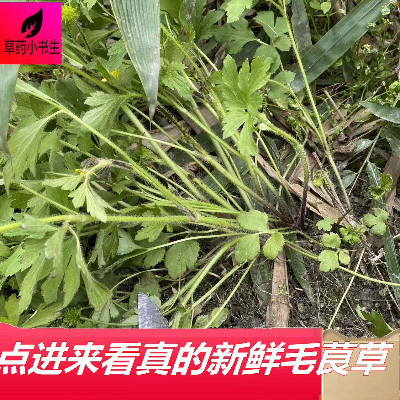 新鲜毛茛草现采现发毛茛草整株带根农家自采天然草药外用泡脚泡澡