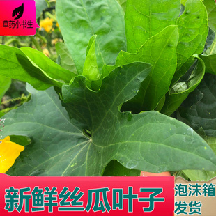 新鲜晒干丝瓜叶子干花 叶干丝瓜叶肉丝瓜 菜瓜叶水瓜叶藤煮水泡茶