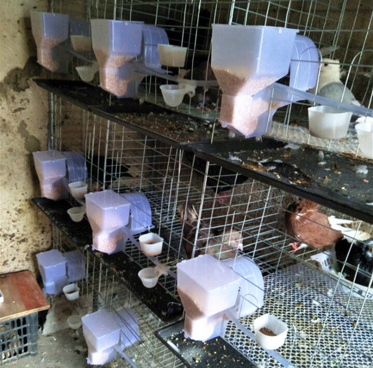 鸽子自动喂食器大容量料槽自动单双料盒食槽防扒料鸽子用品用具