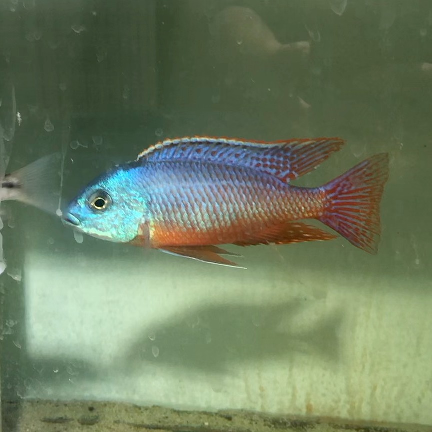 三湖慈鲷观赏鱼鱼苗f1萨伊蓝金松鼠红鹰ob孔雀大骷髅爆花蓝宝石