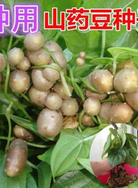 特价批发山药豆河北正宗净重山药豆纯天然散装无干燥剂50斤