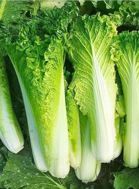秦岭新鲜青口白菜高山露天种植火锅麻叶小白菜当季蔬菜现摘长白菜