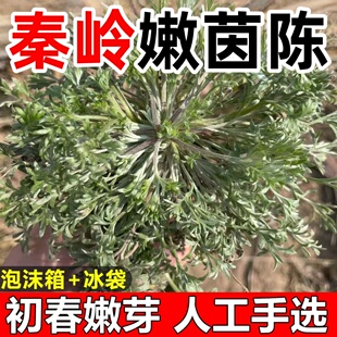 新鲜茵陈2026年现挖现发时令野菜食用农产品茵陈蒿野生白蒿野菜