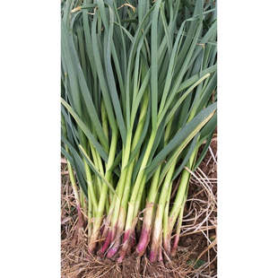 新鲜红根蒜苗红皮大蒜苗新鲜青蒜苗新鲜香叶带泥紫皮红根大蒜苗