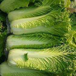 新鲜青麻叶大白菜农家肥种植露天蔬菜天津绿绍菜龙牙青口长白菜