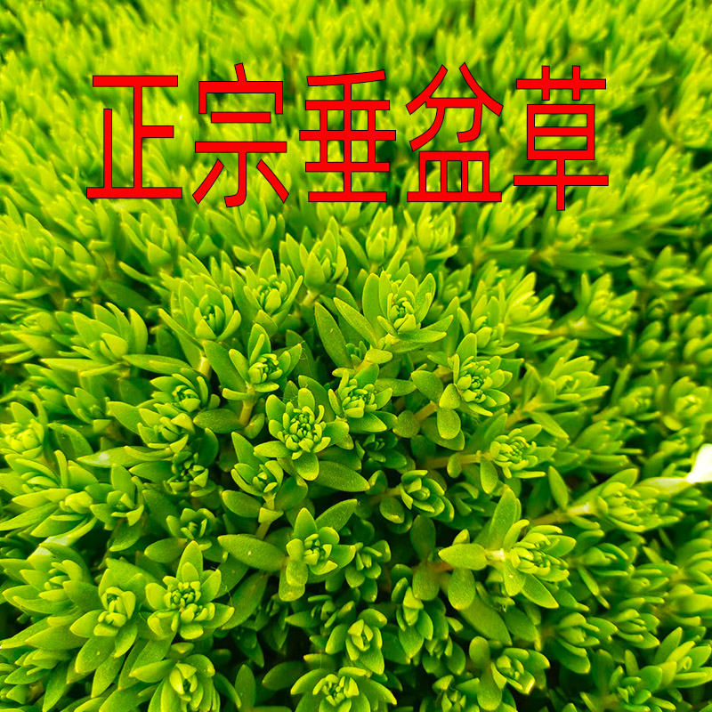 正宗垂盆草枝条养肝护肝中药种苗新鲜苗食用吊兰绿植狗牙瓣草植物