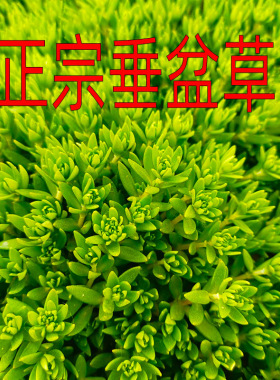 正宗垂盆草枝条养肝护肝中药种苗新鲜苗食用吊兰绿植狗牙瓣草植物
