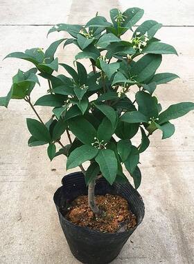 日香桂四季桂花树苗盆栽八月桂丹桂金桂浓香型植物四季花卉