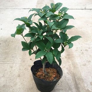 日香桂四季桂花树苗盆栽八月桂丹桂金桂浓香型植物四季花卉