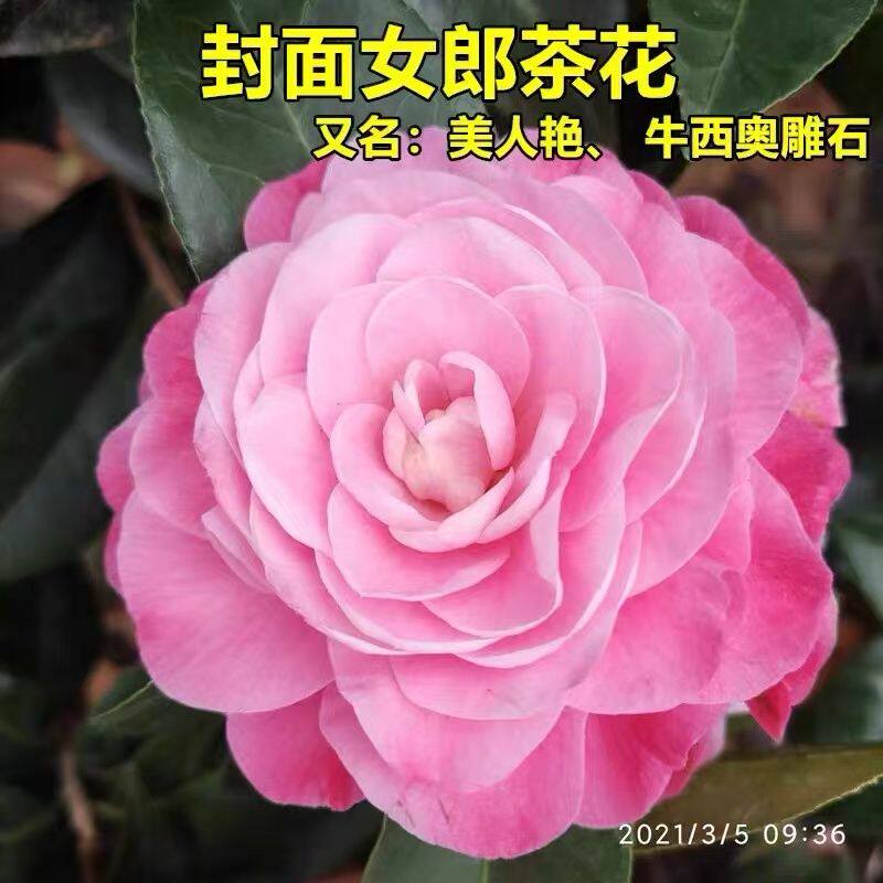 美人艳茶花盆栽带花苞华东老品种庭院花卉山茶花树苗室内绿植包邮