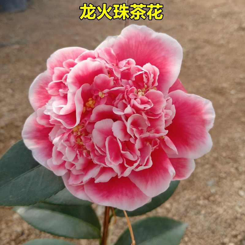 龙火珠茶花稀有名贵品种树苗花卉盆栽阳台室内外庭院庭院好养绿植