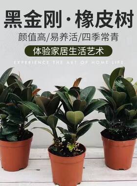 橡皮树黑金刚盆栽家庭室内客厅四季长青净化空气绿色植物观叶盆栽