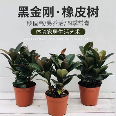 橡皮树黑金刚盆栽家庭室内客厅四季长青净化空气绿色植物观叶盆栽
