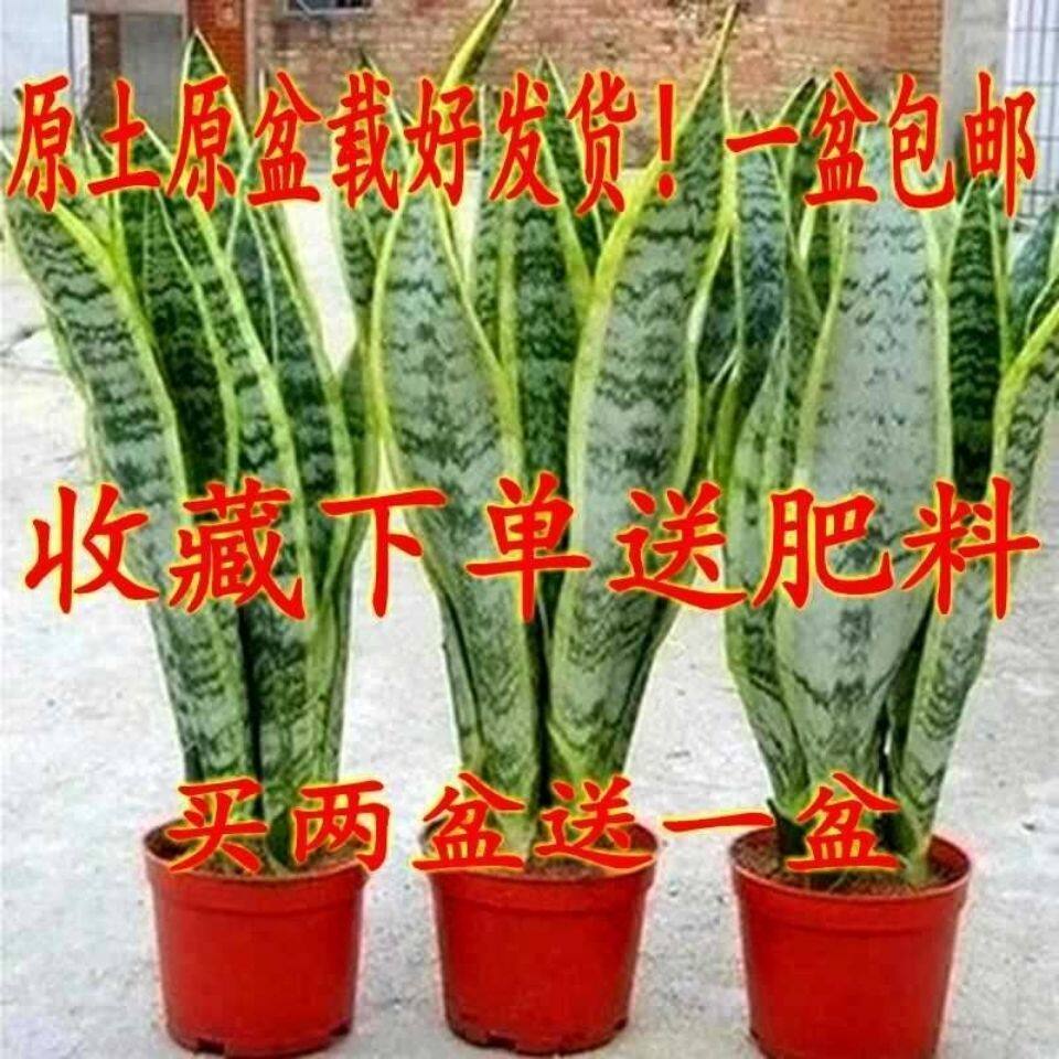 金边虎皮兰盆栽多肉植物防辐射室内花卉绿植高矮虎尾兰包邮