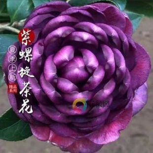 紫螺旋茶花稀有品种盆栽四季常青耐寒植物室内阳台庭院花卉盆景