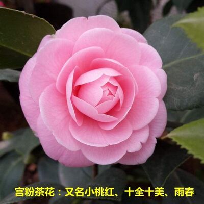 宫粉五色茶花盆栽小桃红带花苞开花室内阳台四季绿植花卉山茶花树