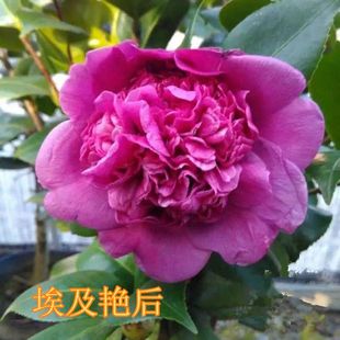 正品埃及艳后茶花稀有名贵品种精品四季茶花盆栽树苗阳台庭院花卉