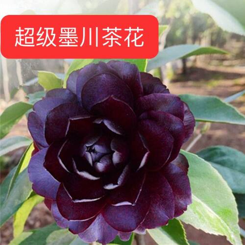 墨川山茶花盆栽树苗名贵花卉四季花卉耐寒植物阳台庭院好养易活
