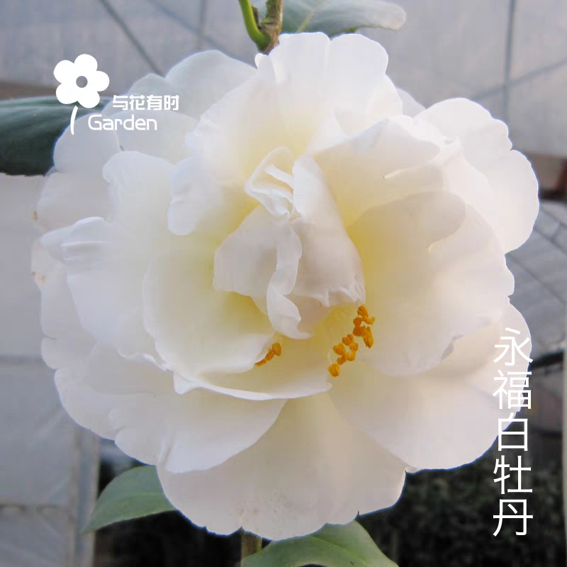 白牡丹山茶花白色稀有名贵品种山茶花卉盆栽树苗绿植物阳台