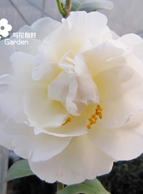白牡丹山茶花白色稀有名贵品种山茶花卉盆栽树苗绿植物阳台
