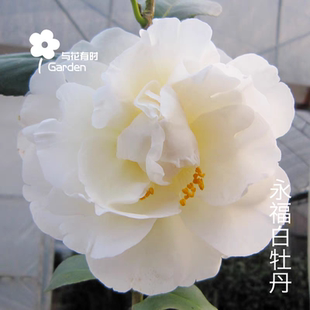 白牡丹山茶花白色稀有名贵品种山茶花卉盆栽树苗绿植物阳台