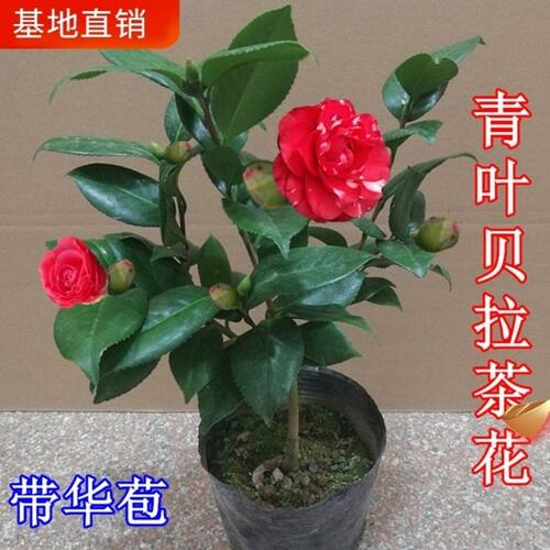 青叶贝拉大玫瑰山茶花苗纯色贝拉花色名贵花卉绿植庭院阳台