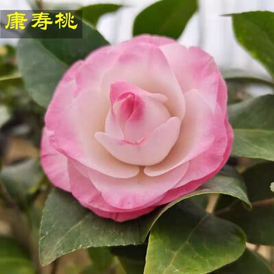 康寿桃盆栽茶花名贵稀有又名美琳达茶花室内外阳台花卉绿植盆栽