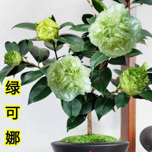 绿可娜山茶花盆栽带花苞四季开花好养活花卉植物室内阳台庭院盆景
