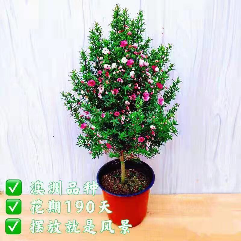 澳洲松红梅盆栽室内花卉树苗花苗耐寒绿植阳台客厅庭院年宵花卉图片