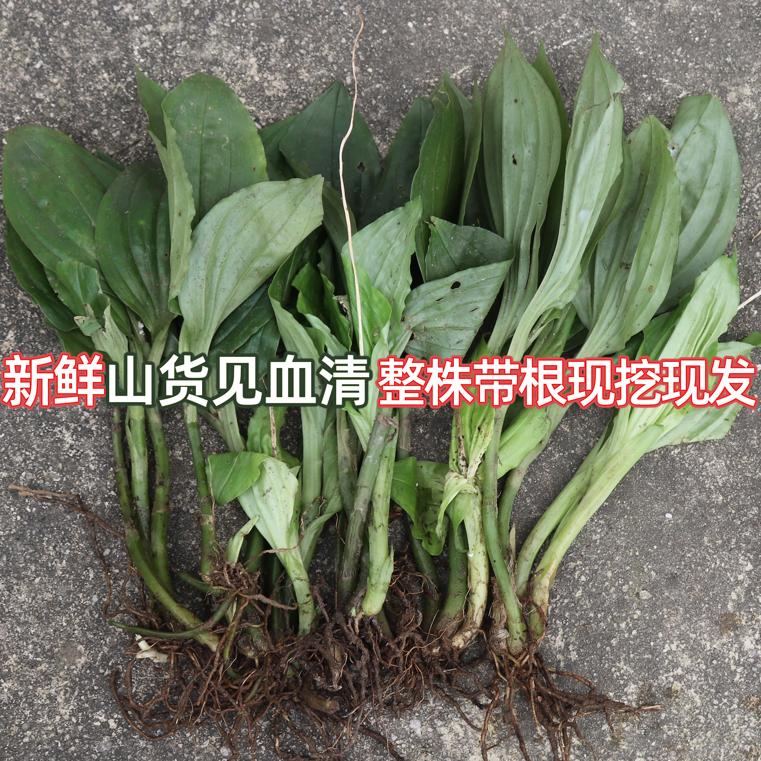 新鲜见血清草药1斤整株带根贵州山货见血清鲜干货中药材野外生长