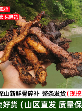 骨碎补500克贵州山区新鲜爬岩姜野生毛姜中药材整根现挖包邮泡酒