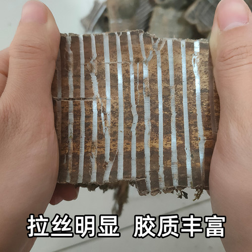 农滋谷野生杜仲开丝产地一手批发