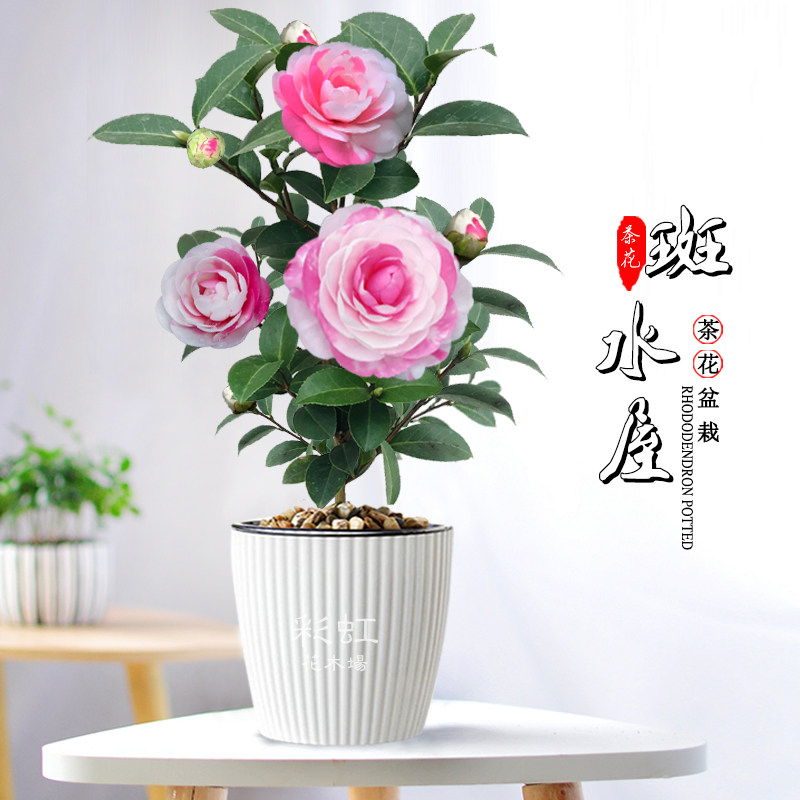 斑水屋先生茶花树苗名贵云杂淡粉红色瓣覆瓦状盆栽绿植带花苞好养