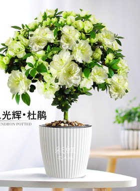 绿色光辉稀有名贵西洋杜鹃比利时杜鹃花四季开花庭院窗台绿植杜鹃