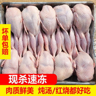 新鲜大母鹌鹑肉冷冻鹌鹑白条现杀活体炖汤红烧油炸烧烤生骨肉20只