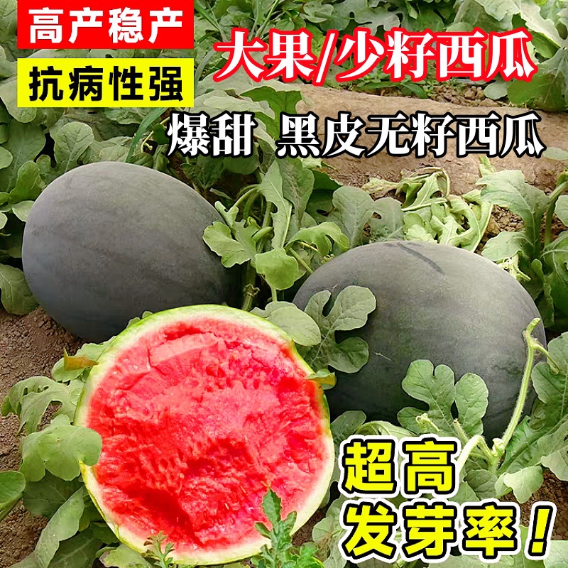 黑皮红瓤无籽西瓜种子超甜高产薄家庭园艺种子