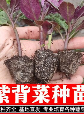 补血紫背菜种子观音菜蔬菜种子 红背菜天魁阳台盆栽特色蔬菜籽