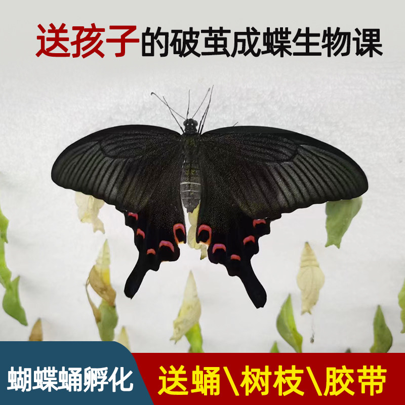 蝴蝶蛹儿童可孵化无毒认主可以养的便宜真饲养人工放飞幼儿园