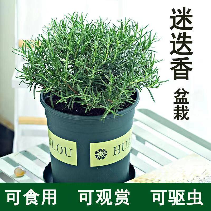 可食用迷迭香盆栽驱蚊植物带香味室内绿植盆栽净化空气吸甲醛客厅图片