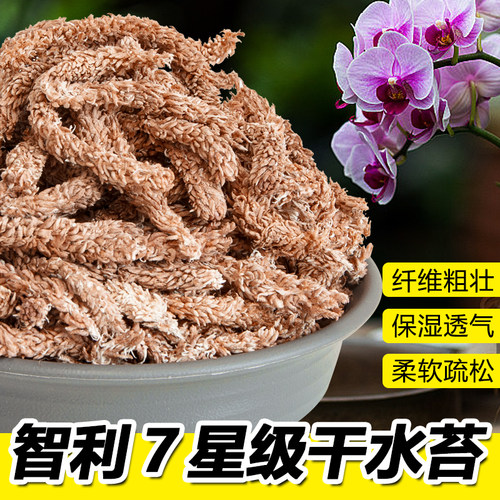 通用智利进口水苔兰科专用干苔藓