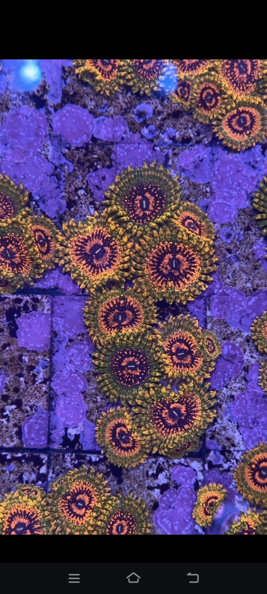 扣皇大种荧光珊瑚进阶海水造景生物新手易养纽扣海缸生物