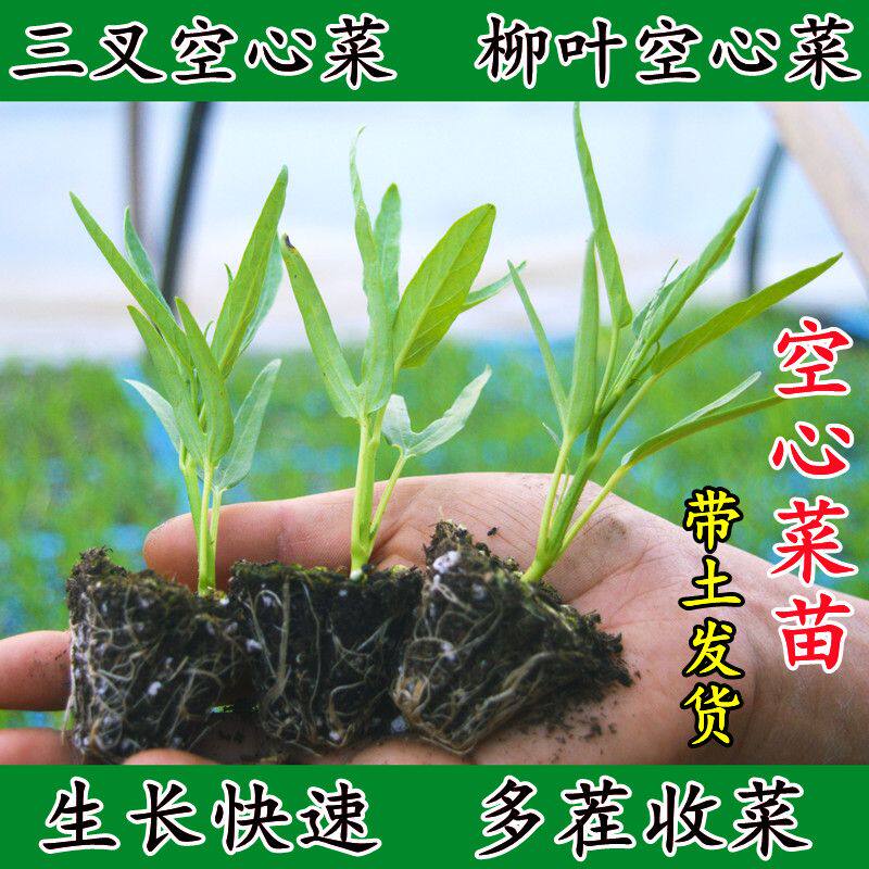 空心菜秧苗带根空心菜苗带土根苗空心菜三叉苗空心菜苗大叶柳叶苗,鲜花速递/花卉仿真/绿植园艺,家庭园艺种子,淘宝优惠券,粉丝福利购,淘宝优惠卷