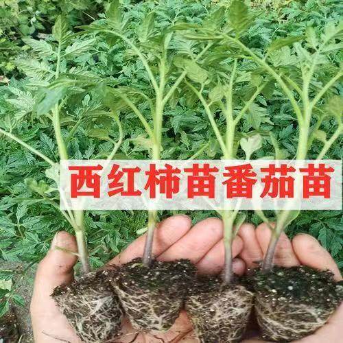 番茄西红柿大粉秧苗粉红沙瓤西红柿种籽番茄秧苗盆栽阳台蔬菜秧苗