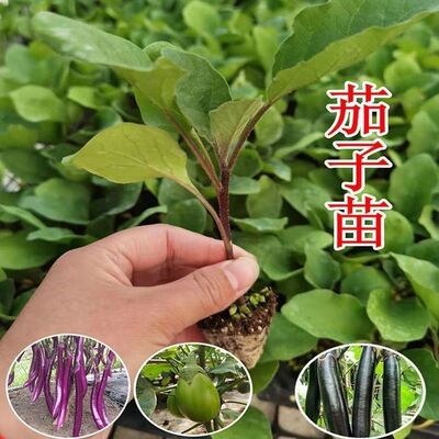 茄子秧苗农家正宗紫红长茄子苗黑青杭茄苗四季种植蔬菜苗早熟高产