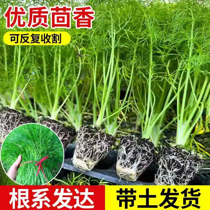 茴香苗秧割茬茴香割完又长味道浓四季盆地栽阳台带土球抗病易成活