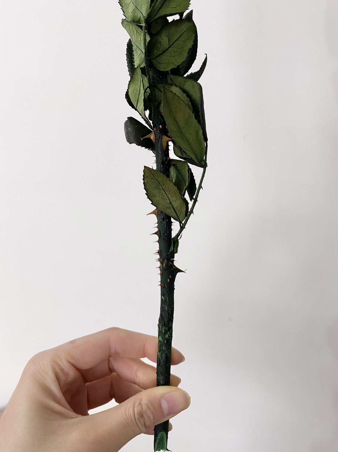 佐薇丨玫瑰花杆花枝永生花标本diy花材滴胶音乐盒玻璃罩保鲜花