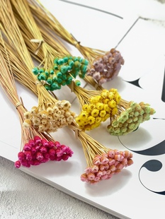 巴西进口快乐花干花45朵一扎迷你小花朵花头糖果色插瓶菠萝头小菊