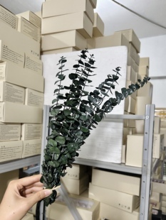 尤加利桉树叶叶短枝永生花手工diy香薰蜡烛装饰8-13cm铜钱桉20枝