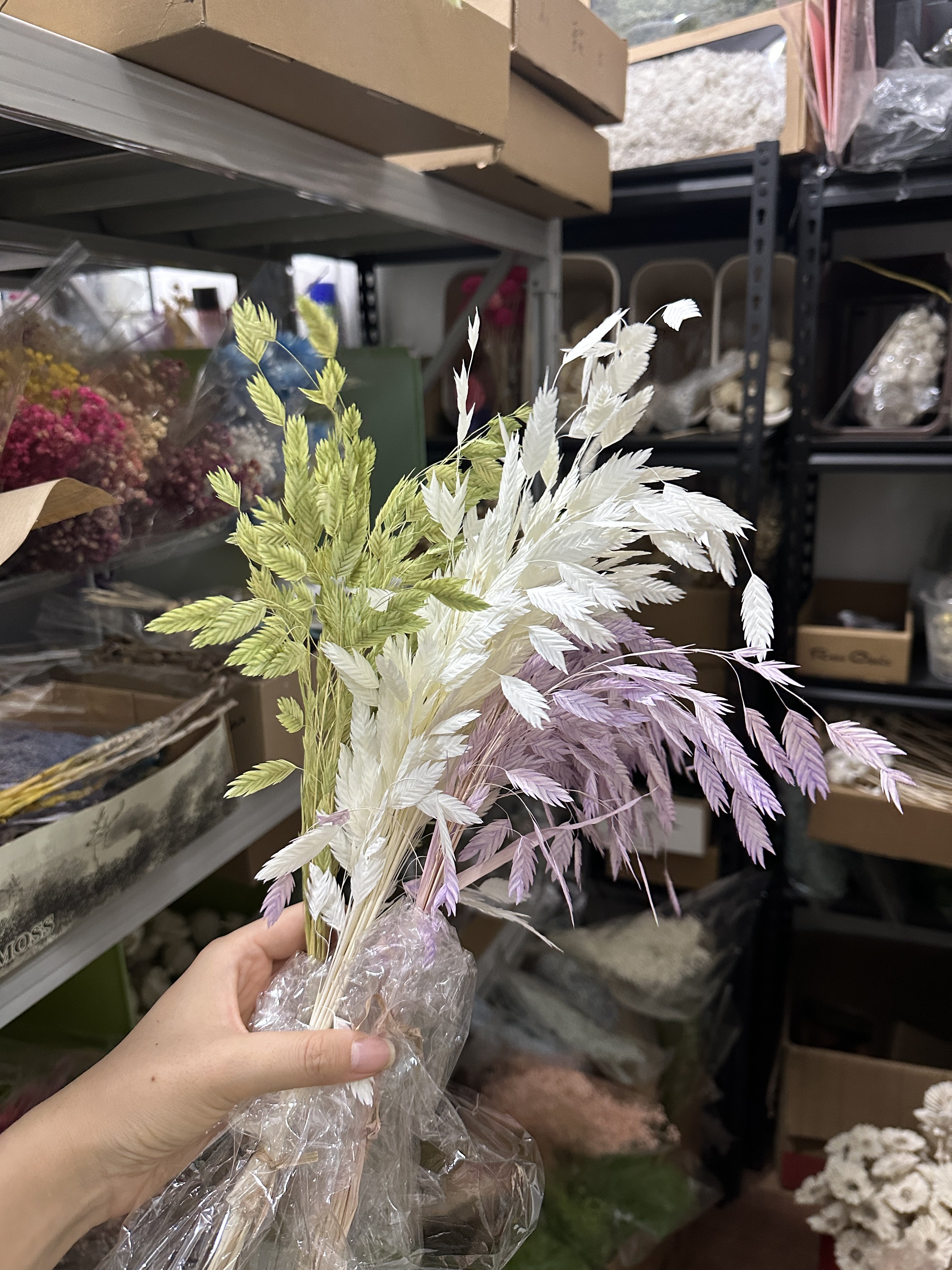 小盼草10支一束漂白干花灵动花束diy花艺样板间摆放花束真花ins